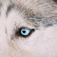 Close up on blue eye of a husky