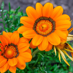 Beautiful orange spring flower with green leaves in garden
