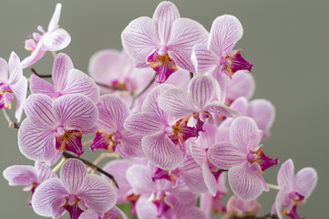Phalaenopsis aphrodite