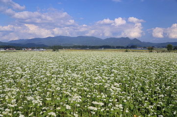 夏のそば畑の風景