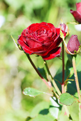 Red rose in the garden.