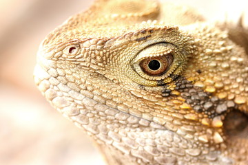 Water Dragon