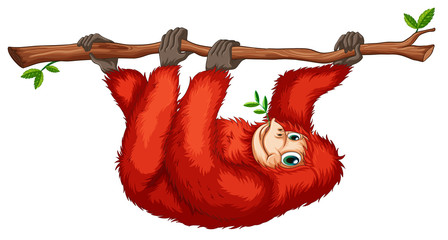 A red orangutan