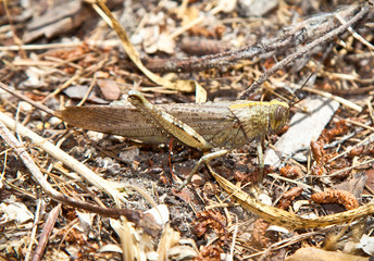 Big grasshopper in its natural environment.