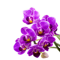 Obraz na płótnie Canvas Beautiful pink orchid - phalaenopsis