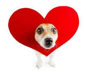 Funny dog with bright beautiful red heart on head