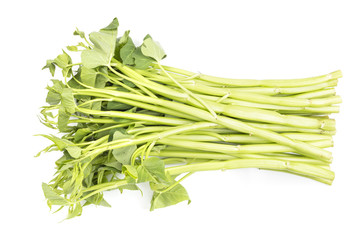 morning glory, vegetable, on white background