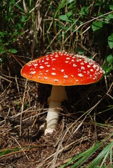 Amanita muscaria