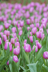 Obraz premium Tulip. Beautiful spring flowers. background of flowers.