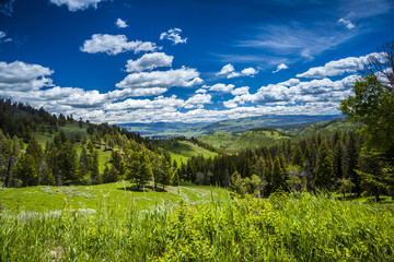 Fototapeta na wymiar Beautiful landscape of meadow and forest in mountains.