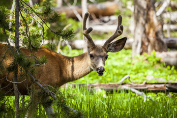 Beautiful elk in Yellowstone National Park