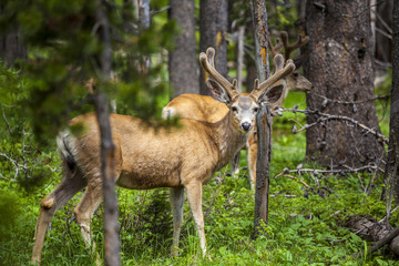 Beautiful elk in Yellowstone National Park