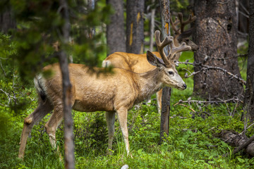 Beautiful elk in Yellowstone National Park