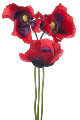 Fototapeta premium poppy