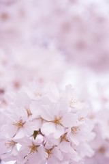 Fototapeta premium サクラの花