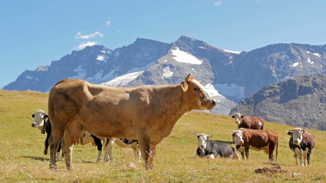 cattle in an alpine landscape