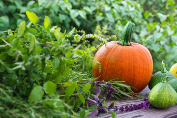 Kürbisse und Gartenkräuter
