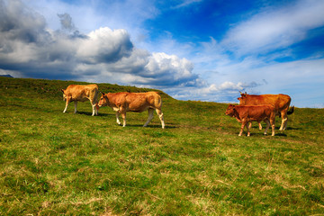 Rural mountain landscape with cows herd