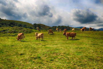 Naklejka na ściany i meble Rural mountain landscape with cows herd