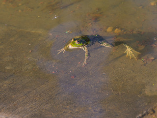 Frog in the water