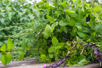 Gartenkräuter, Heilpflanzen