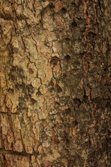 Old tree bark texture.