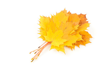 Autumn maple leaves isolated on white.