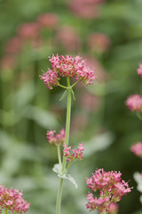 レッドバエリアン