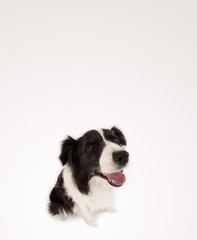 Cute border collie with copy space
