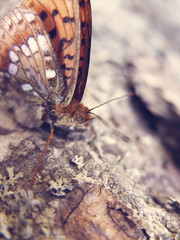 Papillon - Lepidoptera