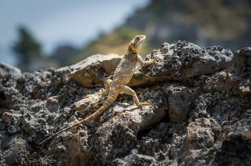 Lizard at sunspot