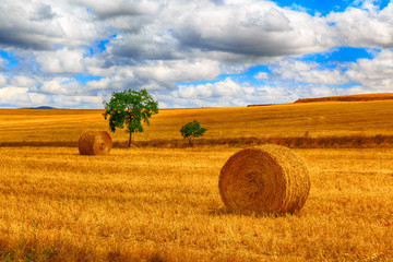Fototapeta premium round bale of straw in the meadow