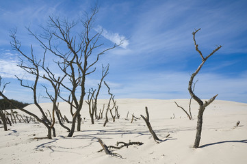 Fototapeta na wymiar Moving dunes