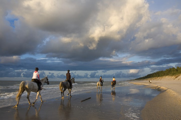 Horses on a beach - obrazy, fototapety, plakaty