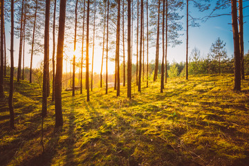 Sunset In Autumn Forest