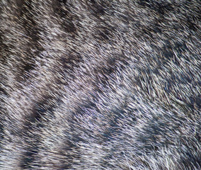 Details of fur