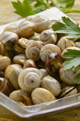 Bovoletti Cucina veneta Snails Lumachine di terra