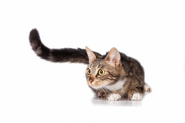 Funny cat with long tail