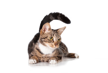 Funny cat with long tail