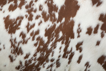 part of hide of red and white cow - obrazy, fototapety, plakaty