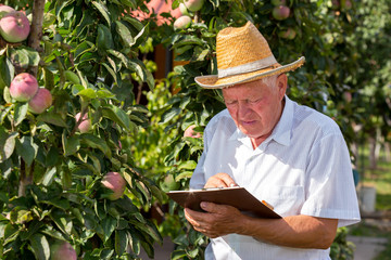 Senior man picking apples in an orchard