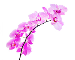 Naklejka na ściany i meble Pink orchid on a white background