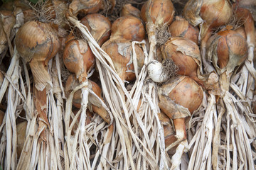 bunch of drying onions