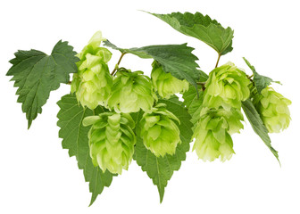 green hops isolated on the white background