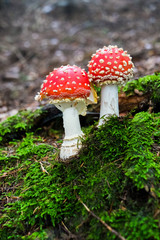 Mushroom amanita