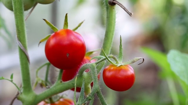Red tomato in hothouse, closeup