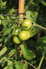 Tomaten an einer Tomatenpflanze