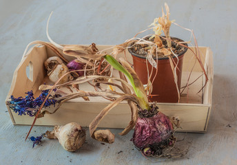 Hyacinth bulbs after the end of the season and flower pots