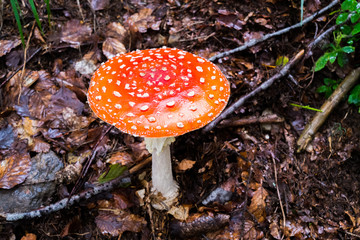 Mushroom amanita