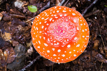 Mushroom amanita